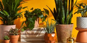 green plants in terracotta pots against an orange background