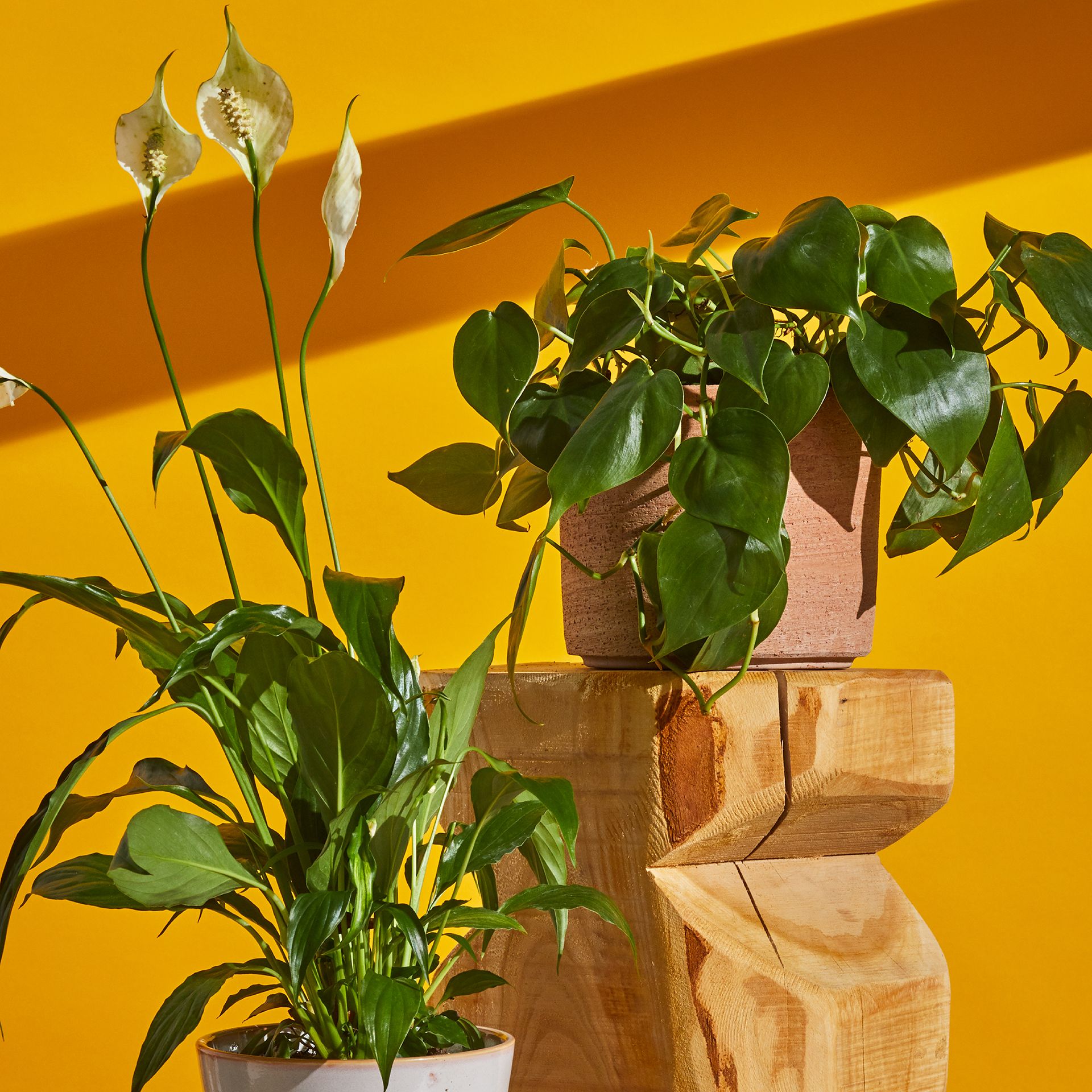 two plants on an orange background