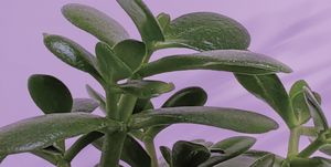 jade plant against a purple background