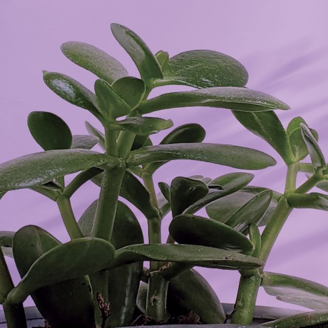 jade plant against a purple background