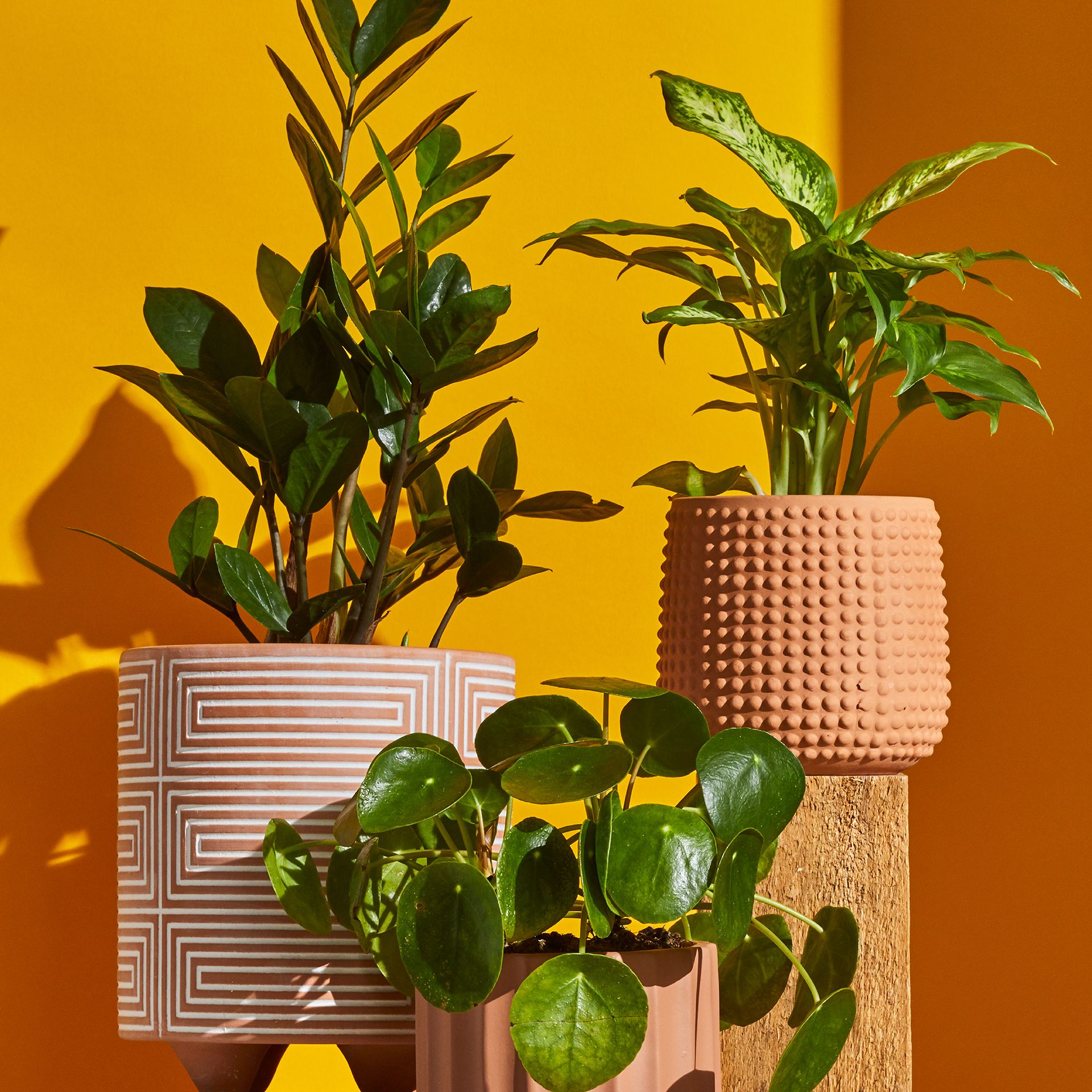 three green plants in terracotta pots against an orange background