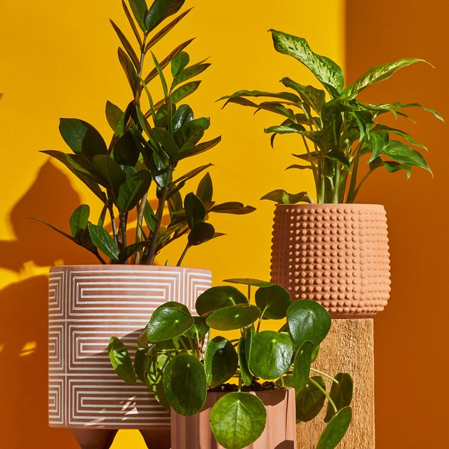 Best Indoor Plant Pots For Houseplants - Indoor Planters