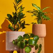 three green plants in terracotta pots against an orange background