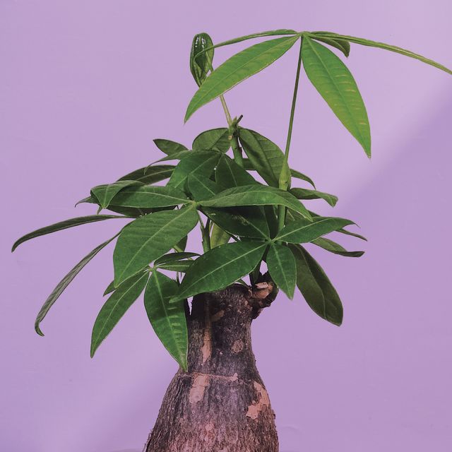 money tree plant against a purple background