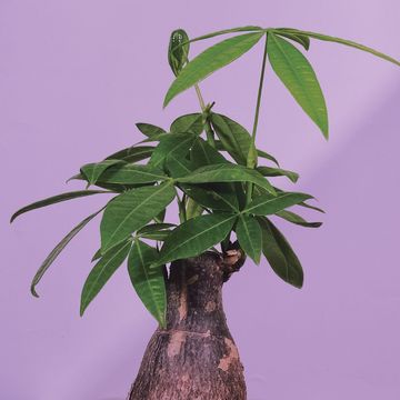 money tree plant