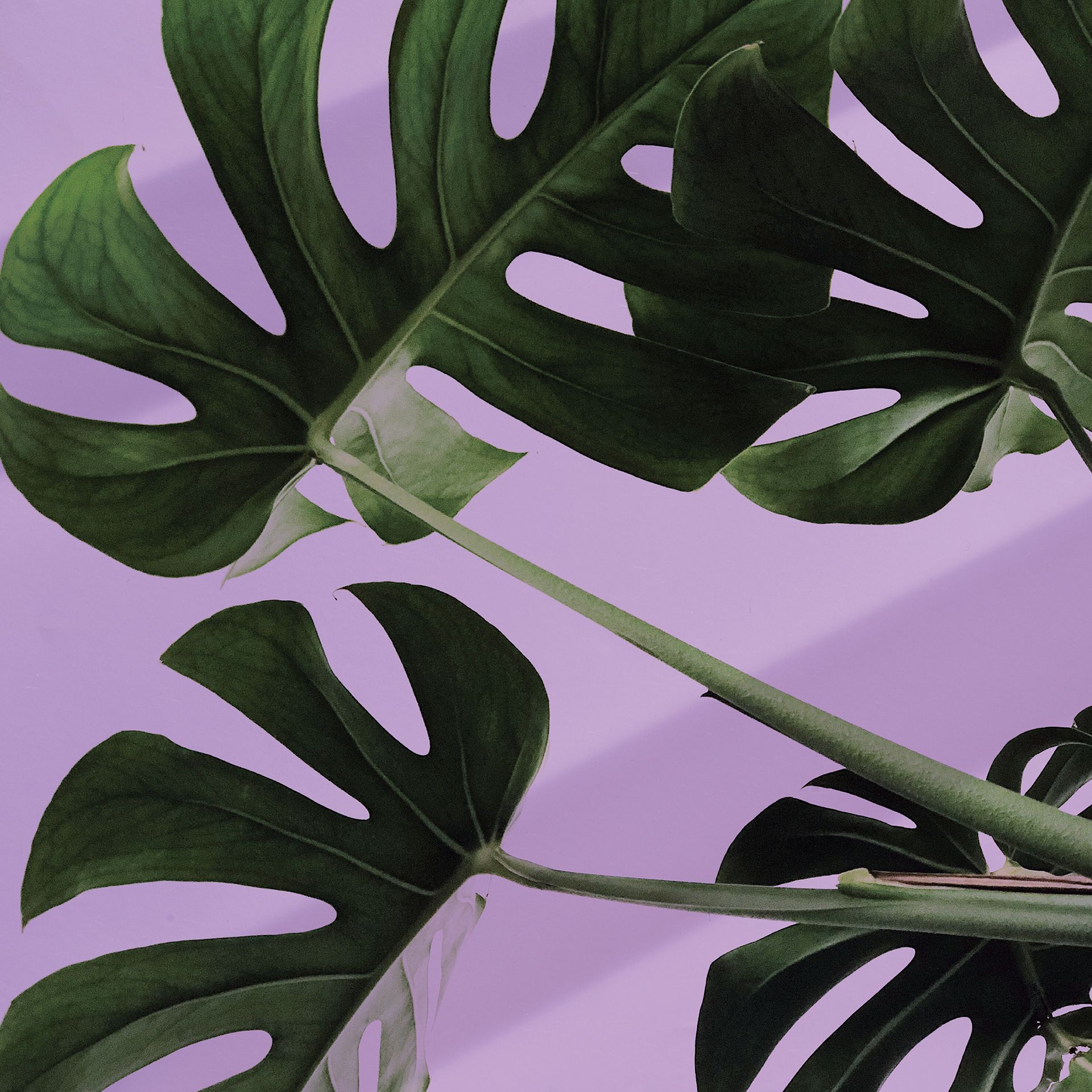 monstera plant on purple background