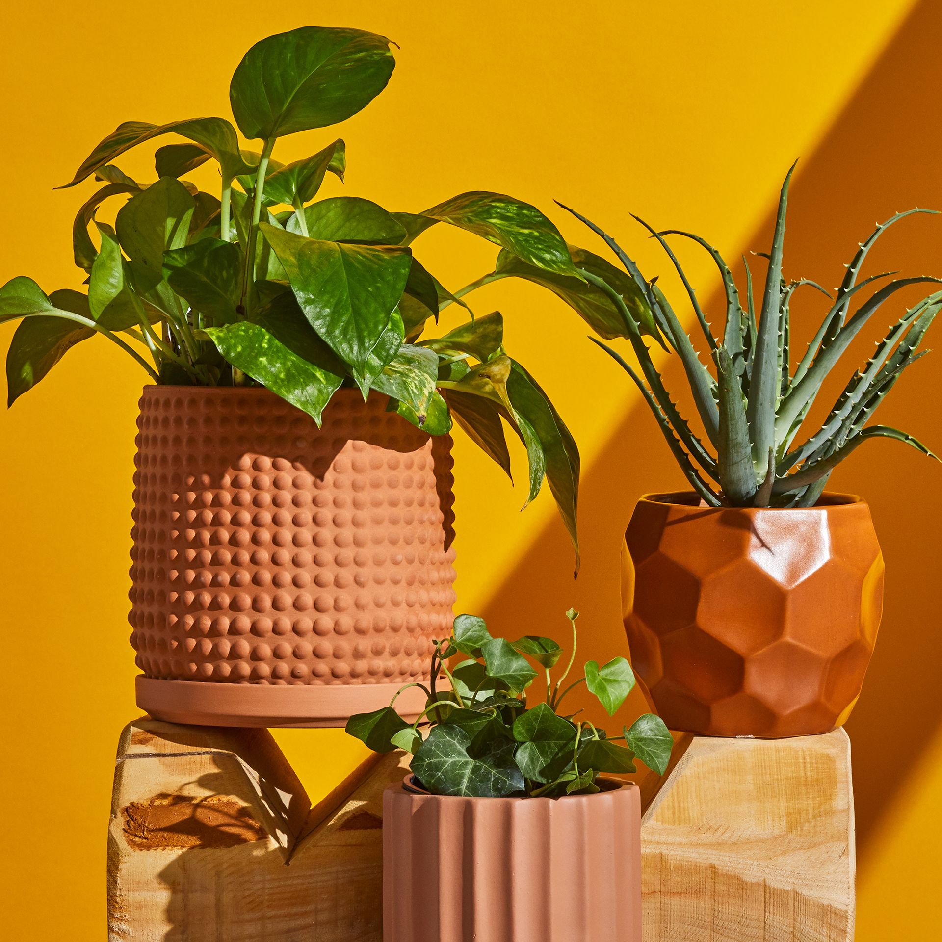 ultimate-plant-guide-tips-to-keep-your-houseplants-alive