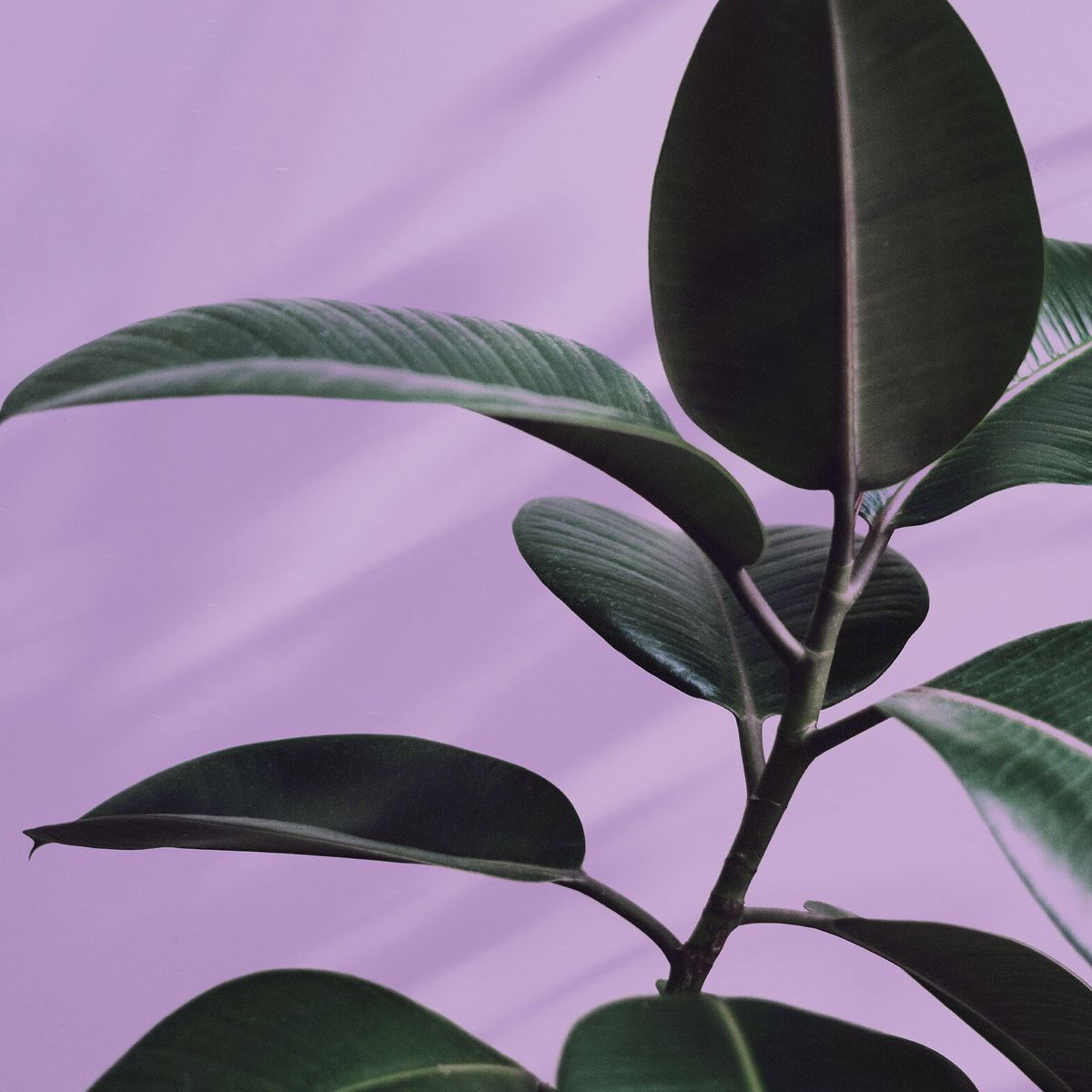 rubber plant on purple background