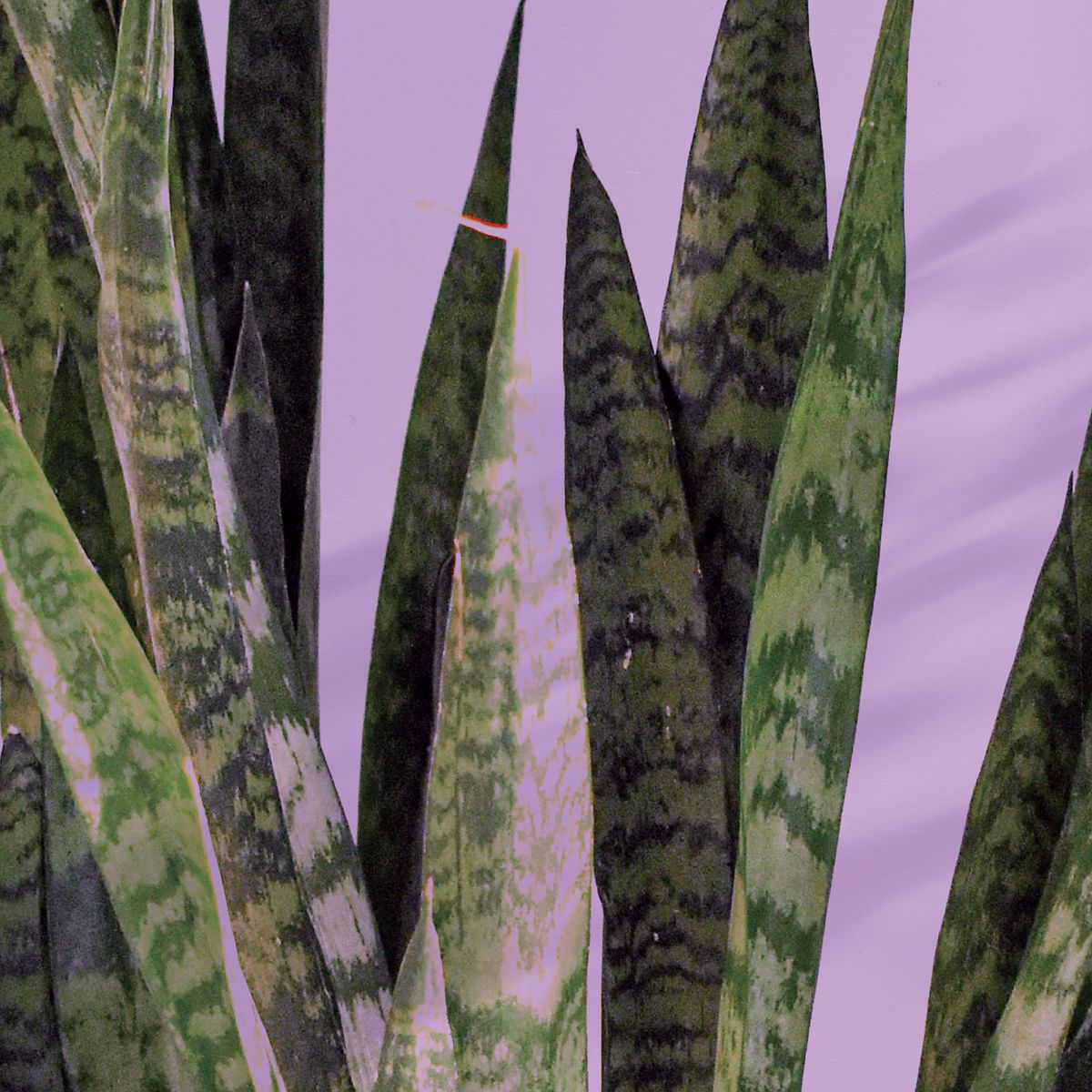 snake plant against a purple background