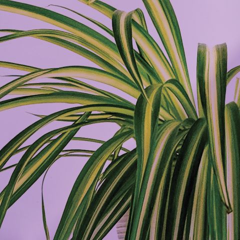 spider plant against a purple background
