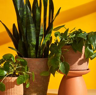 green houseplants in terracotta pots against an orange background