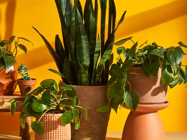 green houseplants in terracotta pots against an orange background