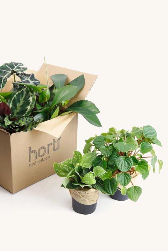 Cardboard box with horti on it and several green plants in pots