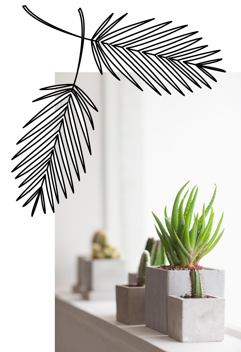 Flowerpot, Houseplant, Leaf, Plant, Botany, Flower, Tree, Arecales, Palm tree, Black-and-white, 