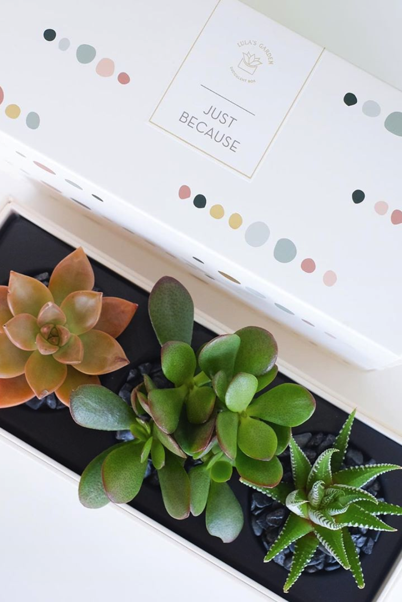 A trio of succulents next to a white box with Lula's Garden on it