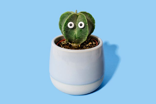 125-funny-plant-names-cute-names-for-houseplants