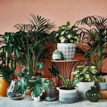 The 14 Best Places to Buy Fake Plants Online of 2024