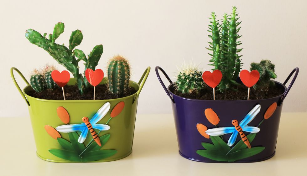 noms de plantes six espèces de cactus dans deux pots, gros plan