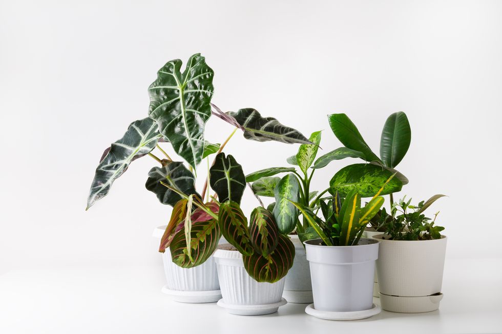 plant names, different house plants in pots on the white table