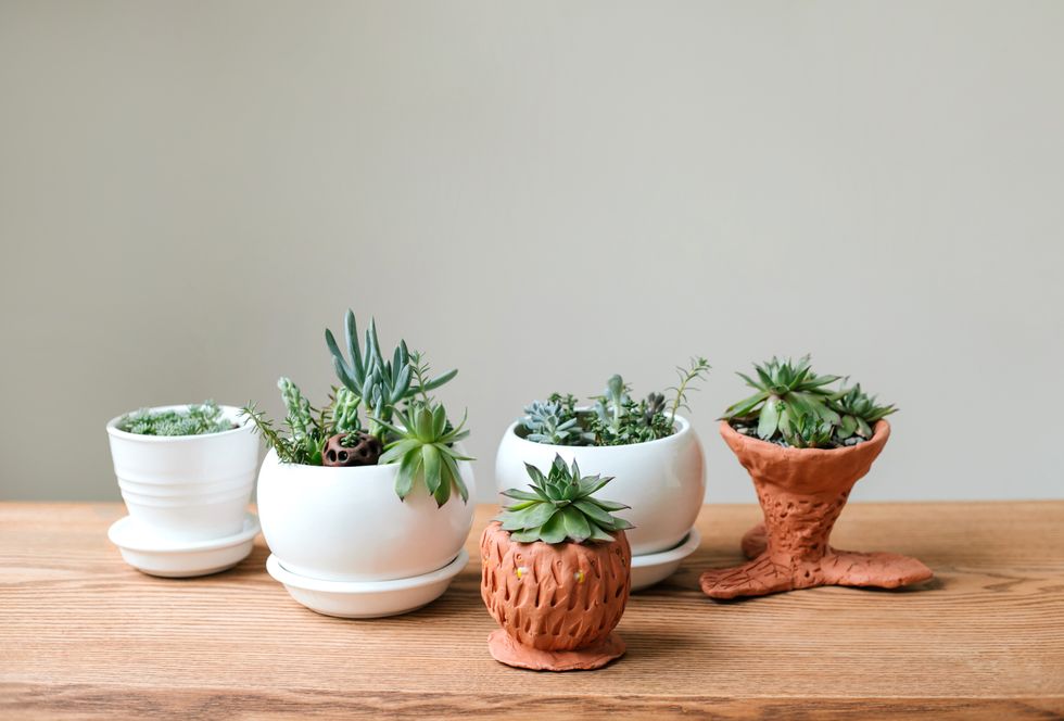 noms de plantes, groupe de plantes dans des vases