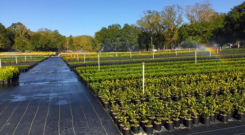 Rows of plants being watered at a nursery