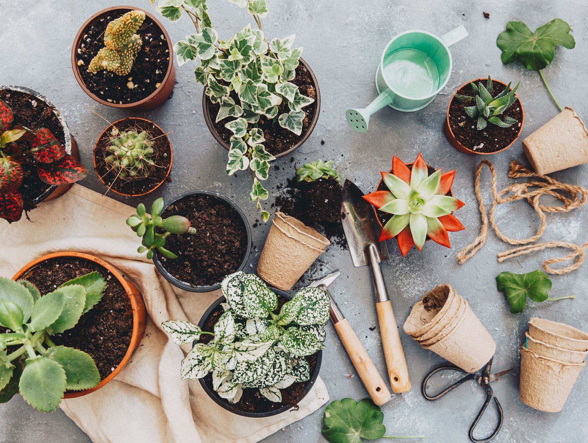 Table with deals plants inside