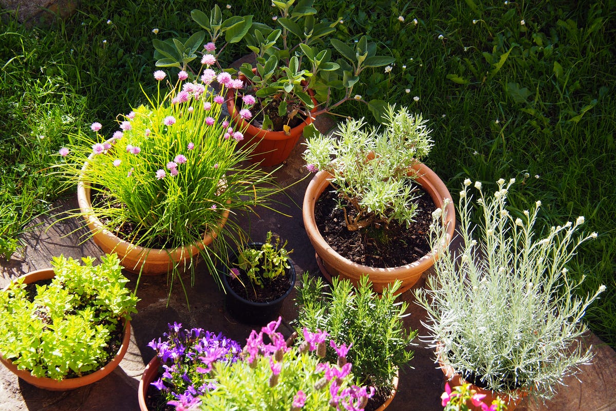 10-Step Garden Spring Cleaning Guide