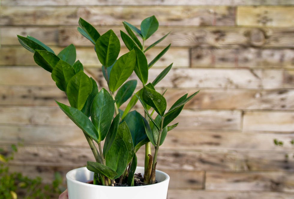 19 Best Bathroom Plants - High-Humidity Houseplants