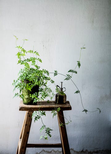 plantas de interior aromáticas para tu bienestar