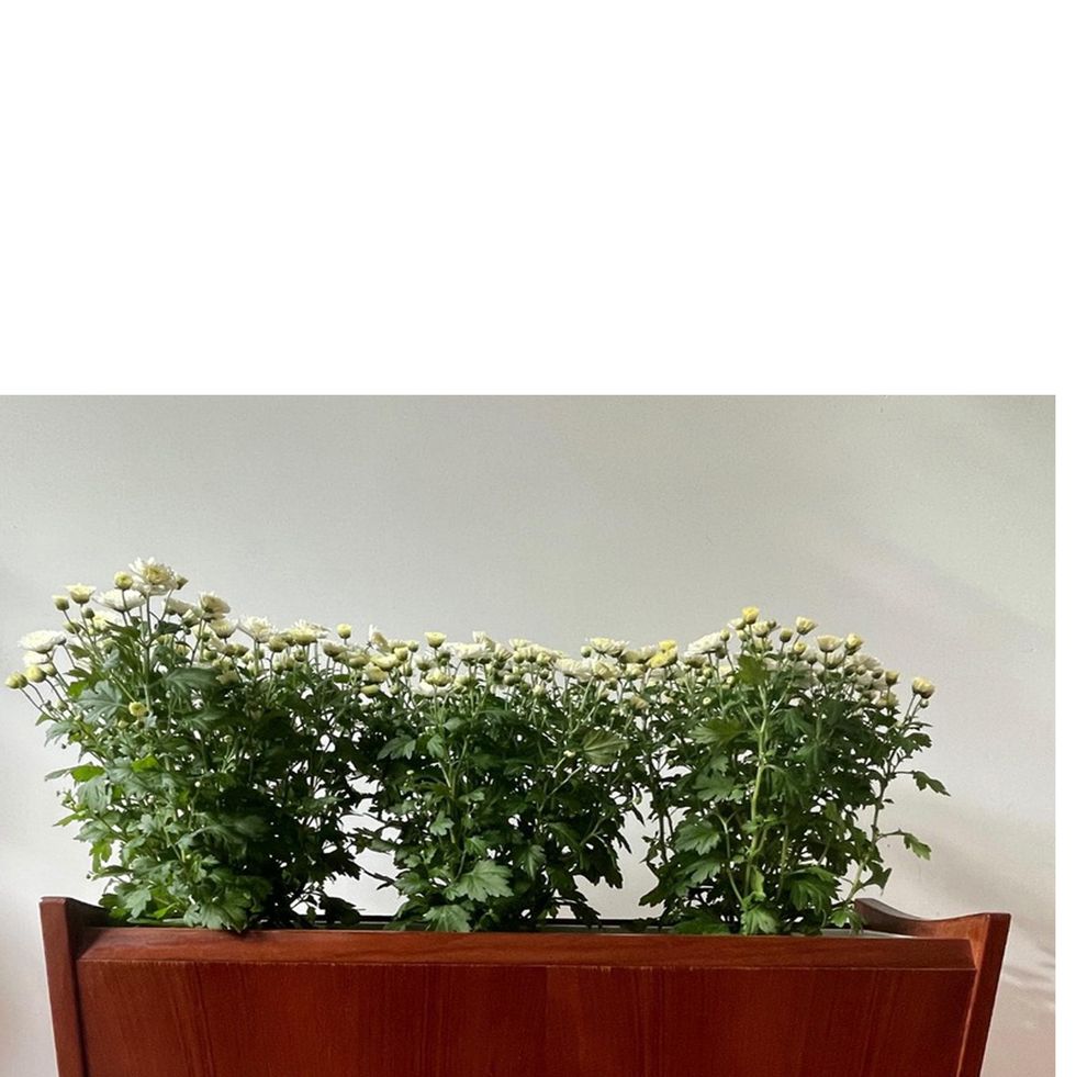 wooden plant stand on 1st dibs website
