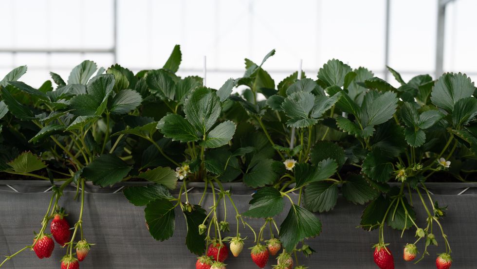 plant strawberries in greenhouses, innovate, agriculture, and control technology.