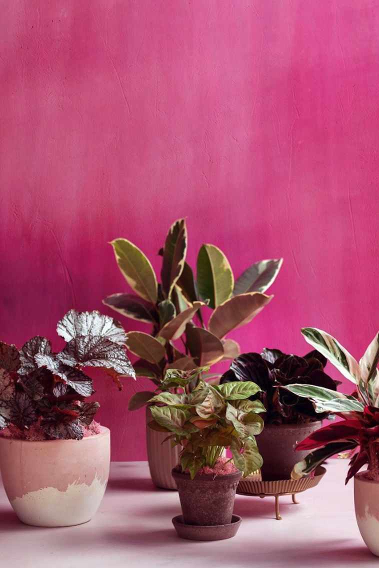 The Top 10 Plant Delivery Brands to Shop