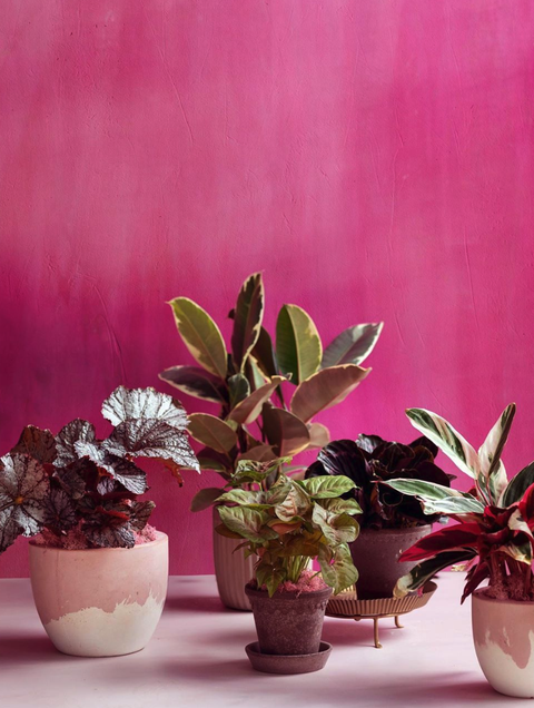 A cluster of potted plants against a pink wall