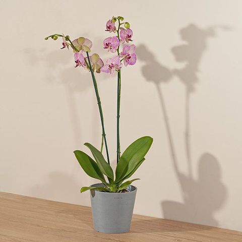 tropical orchid plant
