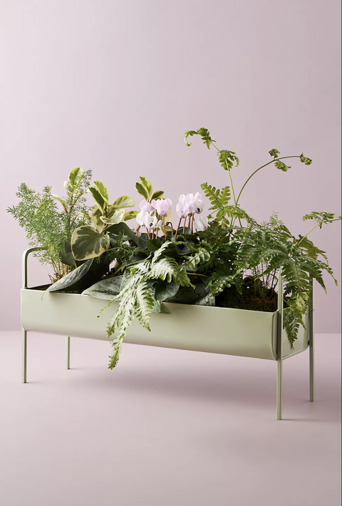 minty trough planter outdoor planters