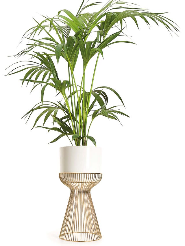 Planta con macetero