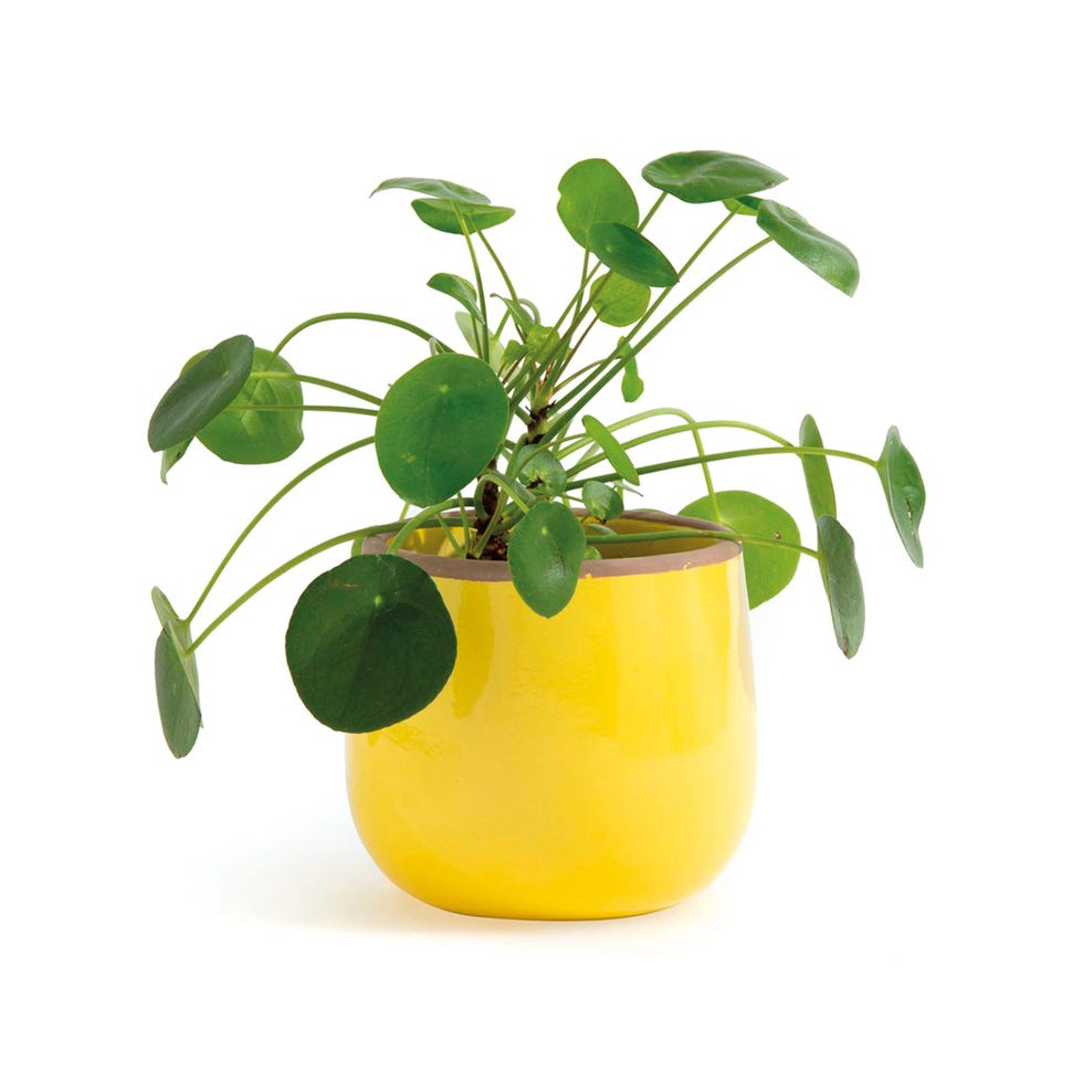 plantas con cubremaceta bicolor