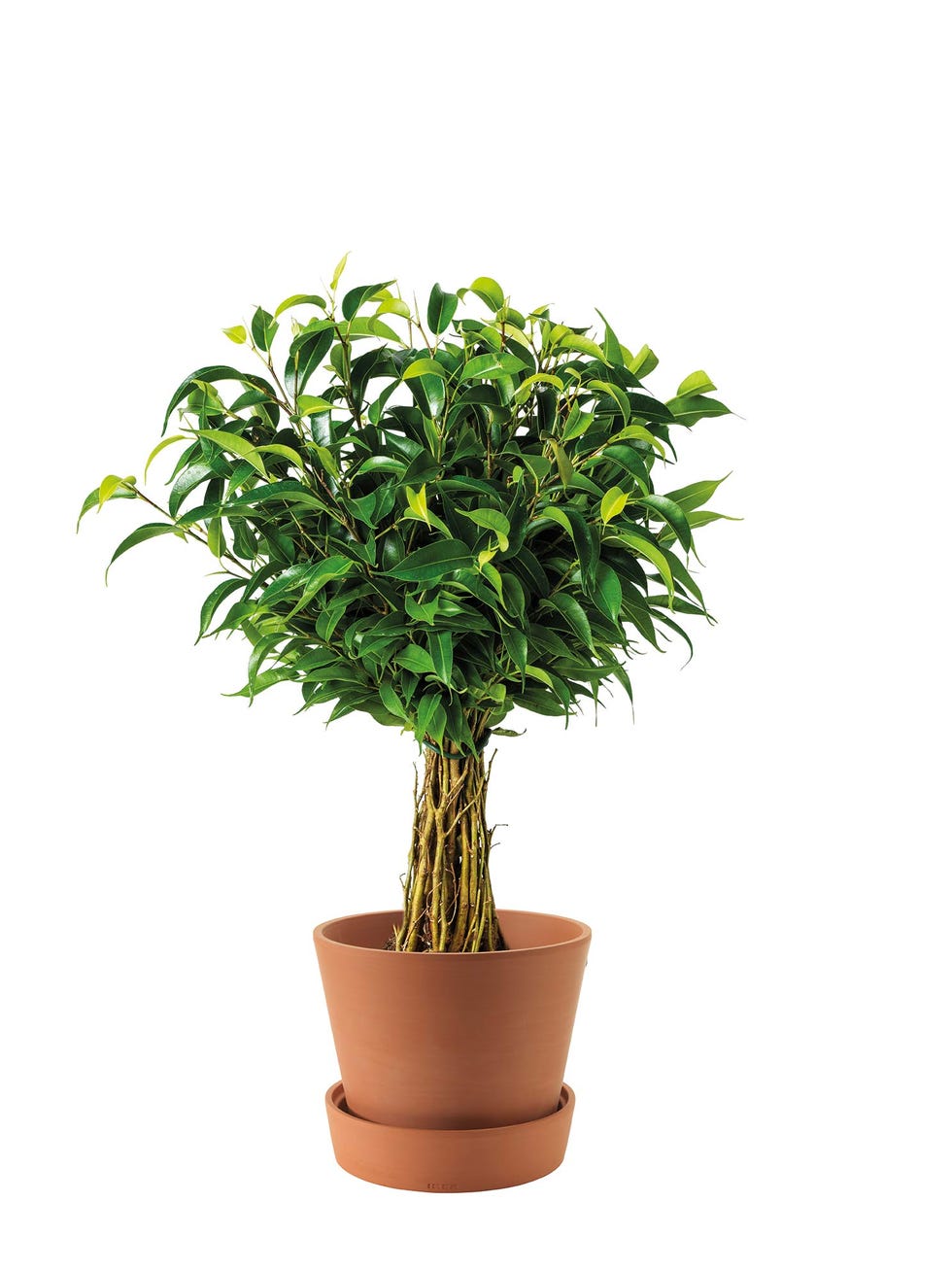 Ficus benjamina en maceta