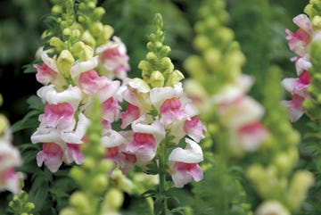 planta con flor boca de dragón, antirrhinum