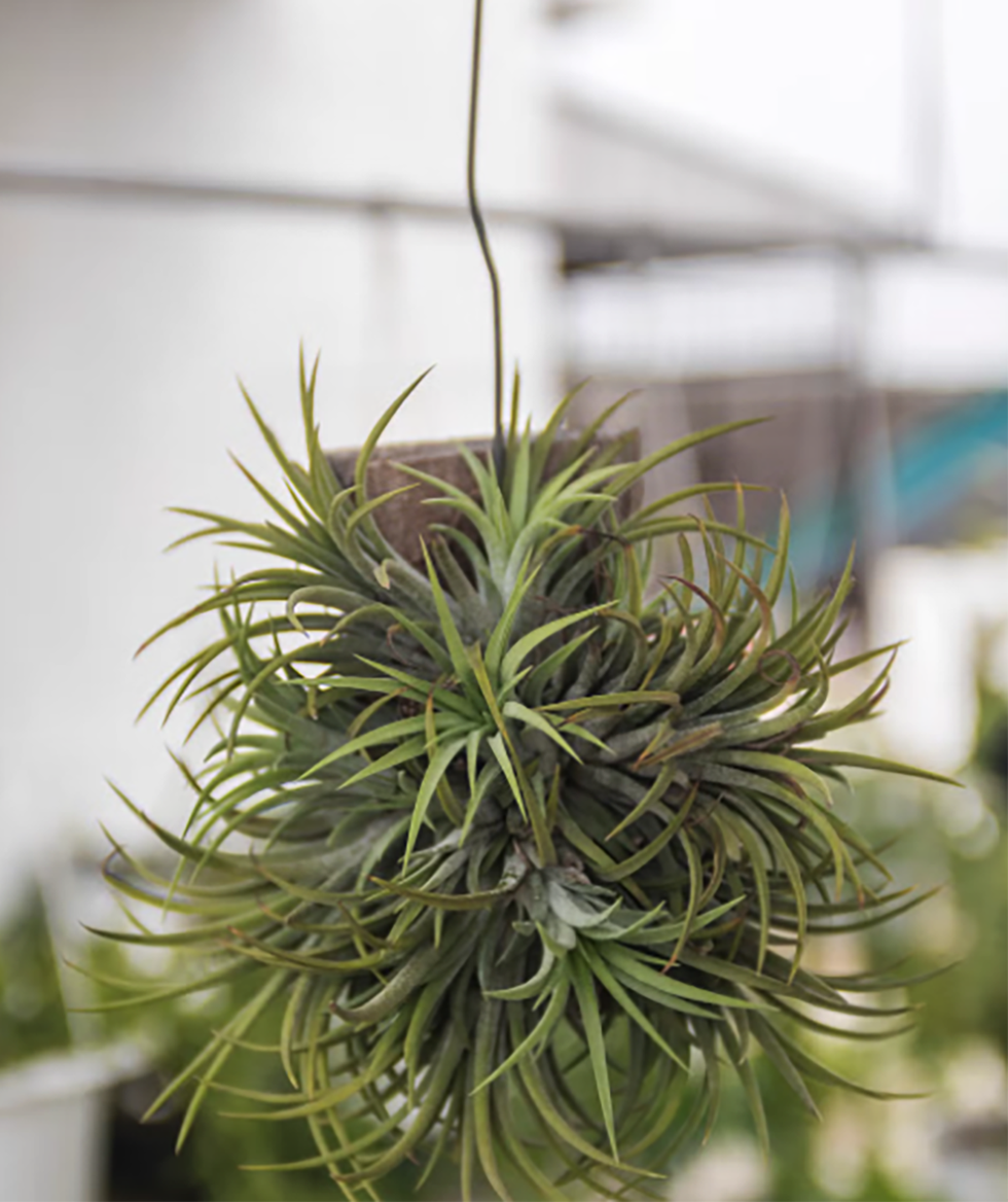 5 plantas interior decorar el bano tillandsia