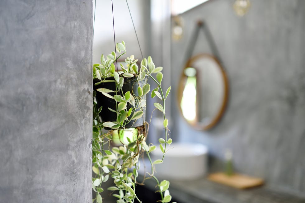 5 plantas interior decorar el bano aguantan humedad y poca luz dischidia nummularia