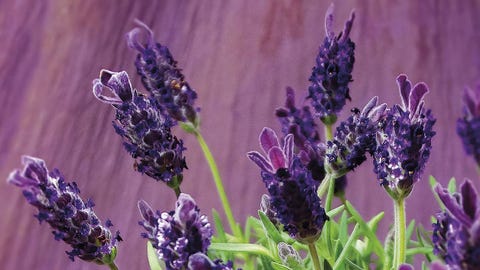 La lavanda: características, riego y cuidados