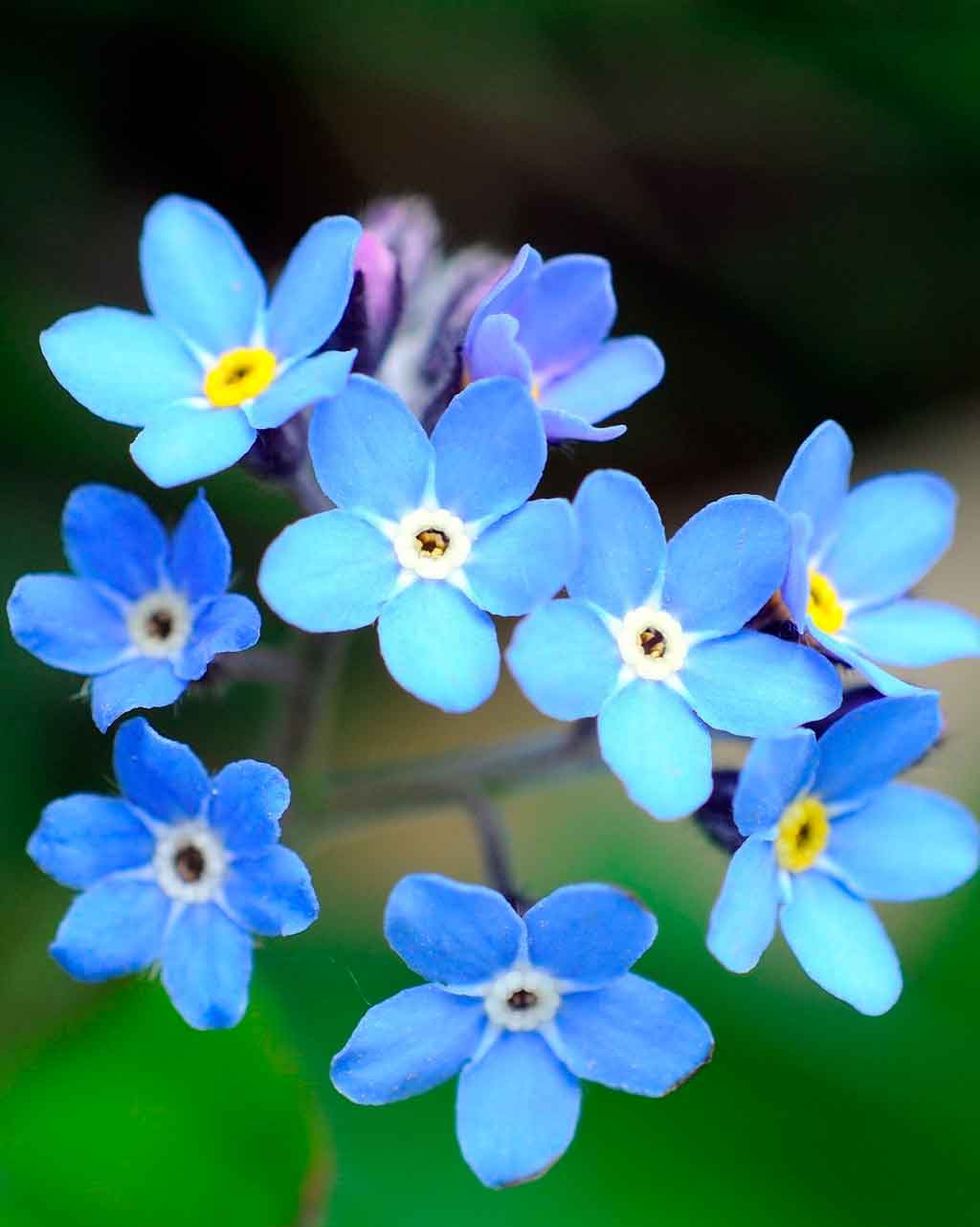 plantas invasoras no me olvides con flores azules