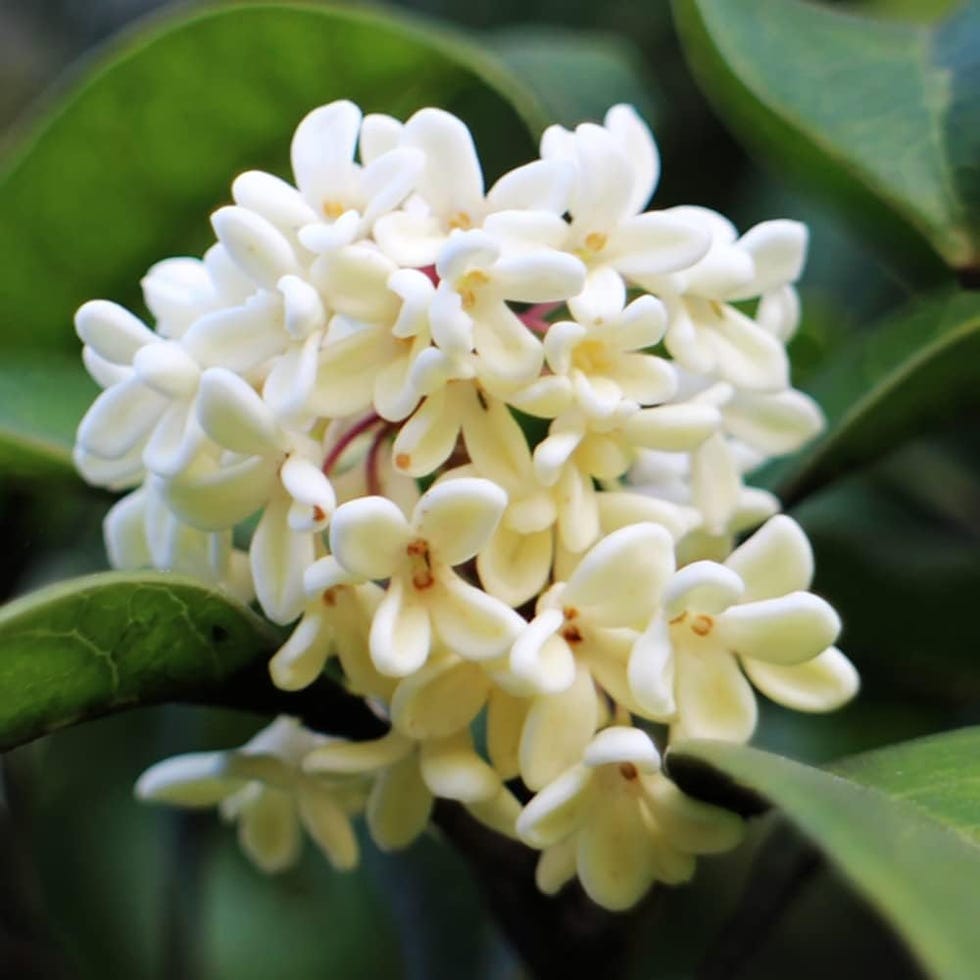 flor blanca de la planta osmanthus u olivo fragrante