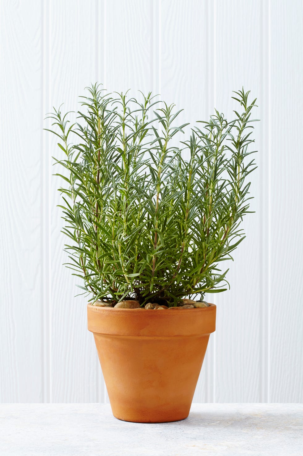 planta aromatica cocinar romero