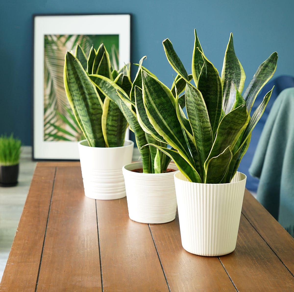 Sansevieria: cuidados, consejos y beneficios