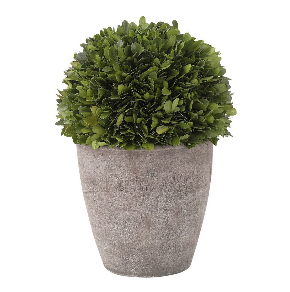 planta con maceta de exterior