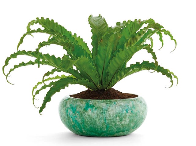 Planta natural Tiesto para planta