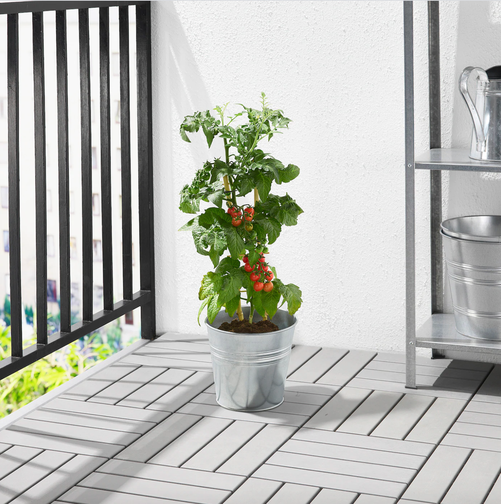 Planta de tomates