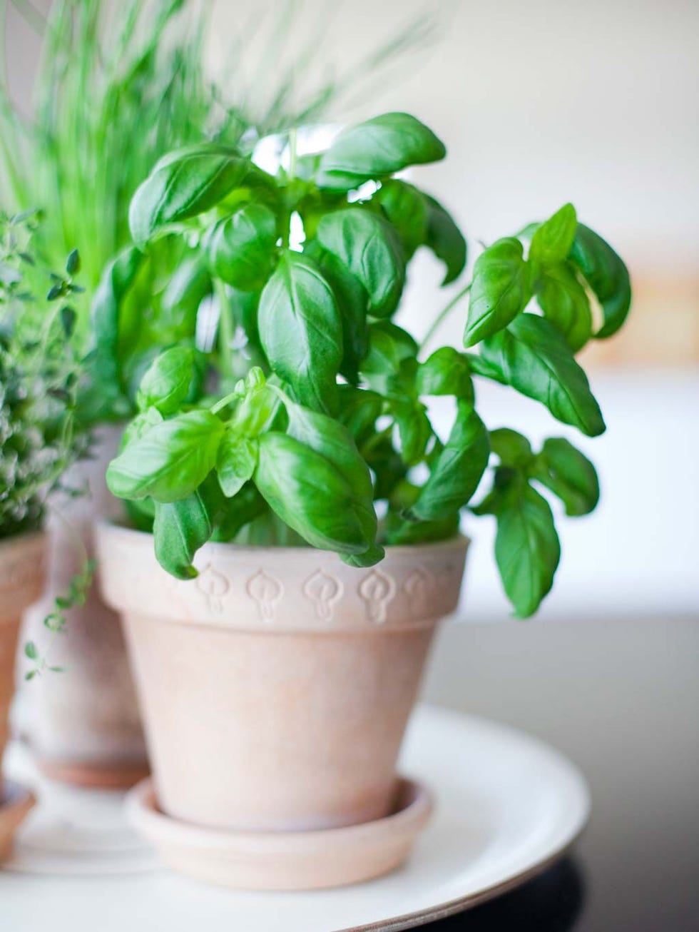 Flowerpot, Flower, Plant, Basil, Leaf, Houseplant, Herb, Vegetable, Ocimum, Lemon basil, 